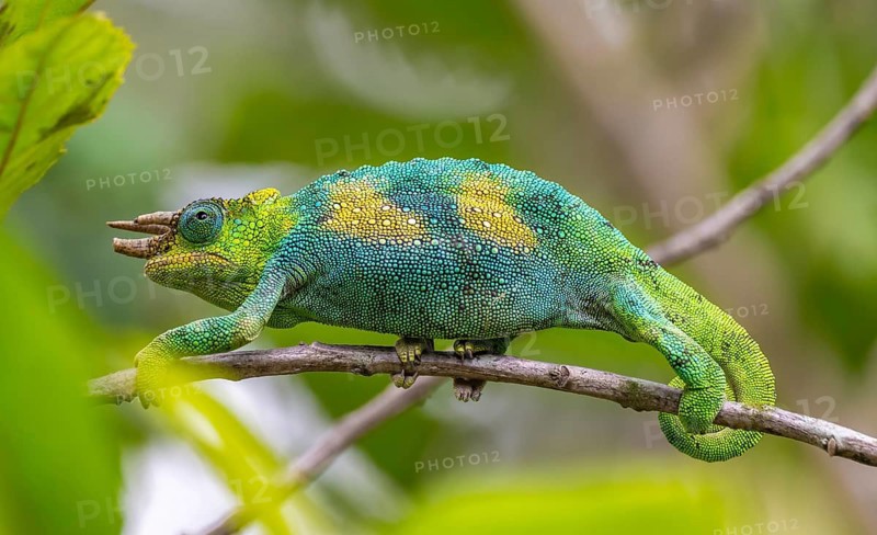 Three-horned chameleon (Trioceros jacksonii), male, between leaves on a branch, Bwindi Impenetrable Forest National Park, Uganda
