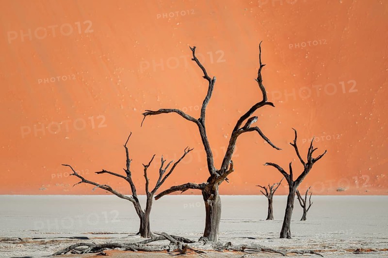 Dead camel thorn trees (Vachellia erioloba), red sand dunes, white salt pan, Dead Vlei, Sossusvlei, Namib Desert, Namib-Naukluft Park, Namibia
