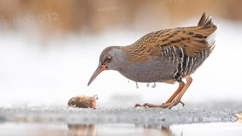 Water rail (Rallus aquaticus) Water rail, winter with ice and snow, frost, frozen lake and pond, foraging in shallow water with fish remains as prey, marshland, Kiskunsag National Park, Hungary