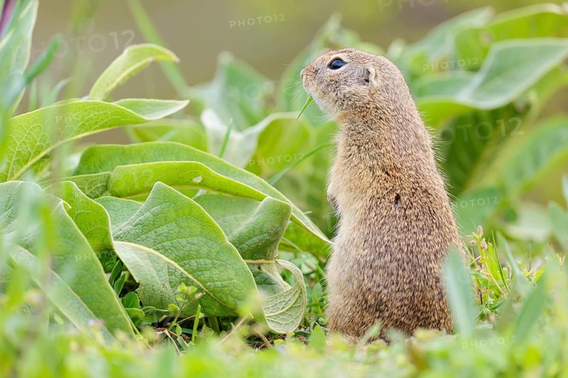 An adult ground squirrel (Spermophilus citellus) eats leaves and flowers on a cloudy day in a green meadow with tall vegetation. Austria