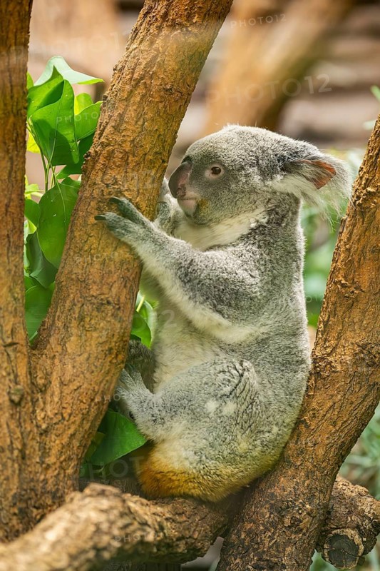 Koala (Phascolarctos cinereus) sitting on a tree, captive, distribution South Australia, Australia, Oceania
