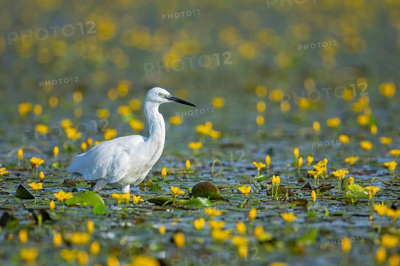 Little Egret (Egretta garzetta) Hungary