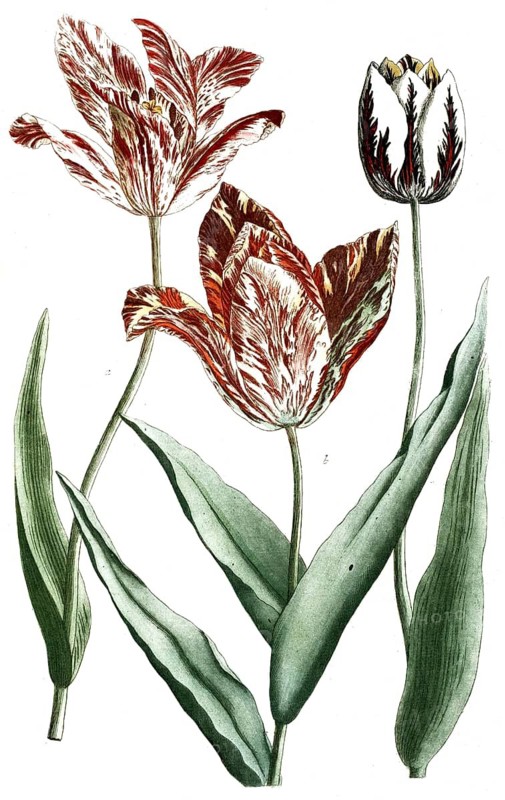Botany, plants, tulipa, tulips, various variations