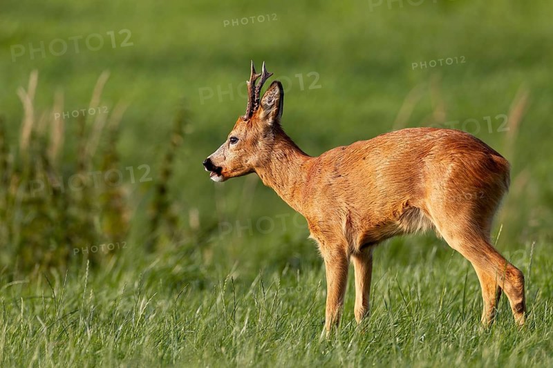 The roebuck (Capreolus capreolus) has just stepped onto the grazing area, but it is less interested in food now because it is rutting season, leaf time, mating season, August, Germany
