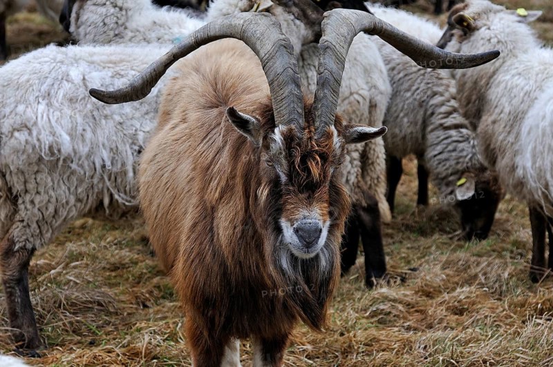 Goat in a flock of sheep on pasture, Kalkberg, Nesow, Mecklenburg-Western Pomerania, Germany