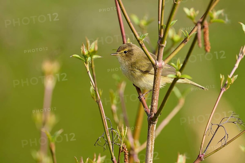 A songbird sits between green branches and looks out, surrounded by spring nature, chiffchaff (Phylloscopus collybita), spring, bird island, Altmühlsee, Muhr am See, Gunzenhausen, Franconian Lake District, Bavaria, Germany