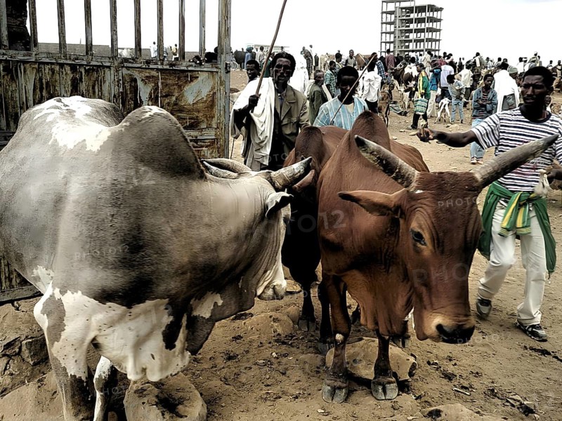People with sticks and cows (bos) at a busy cattle market with many people, Ethiopia
