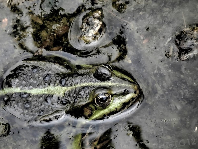 Close-up of a pond frog (pelophylax esculentus) on the surface of a pond, surrounded by aquatic plants