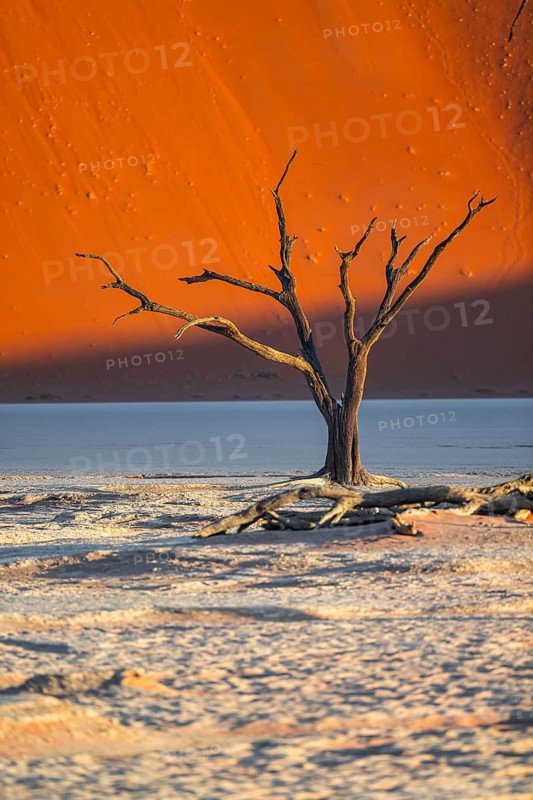 Dead camel thorn trees (Vachellia erioloba), red sand dunes, white salt pan, Dead Vlei, Sossusvlei, Namib Desert, Namib-Naukluft Park, Namibia