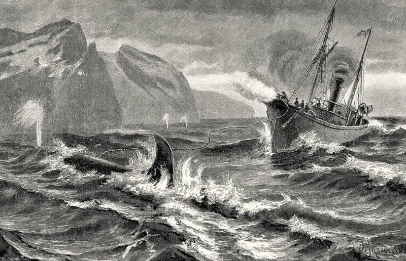 Whaling at the Siberian coast with a harpoon fired from a cannon, 19th century