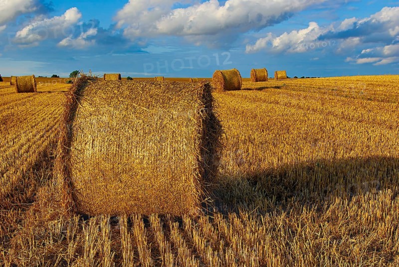 Straw bales on a harvested grain field tell of the end of summer in the countryside near Demmin, Mecklenburg-Western Pomerania, Germany. Straw Bales on a Harvested Grain Field Herald the End of Summer in the Countryside near Demmin, Mecklenburg-Western Pomerania, Germany