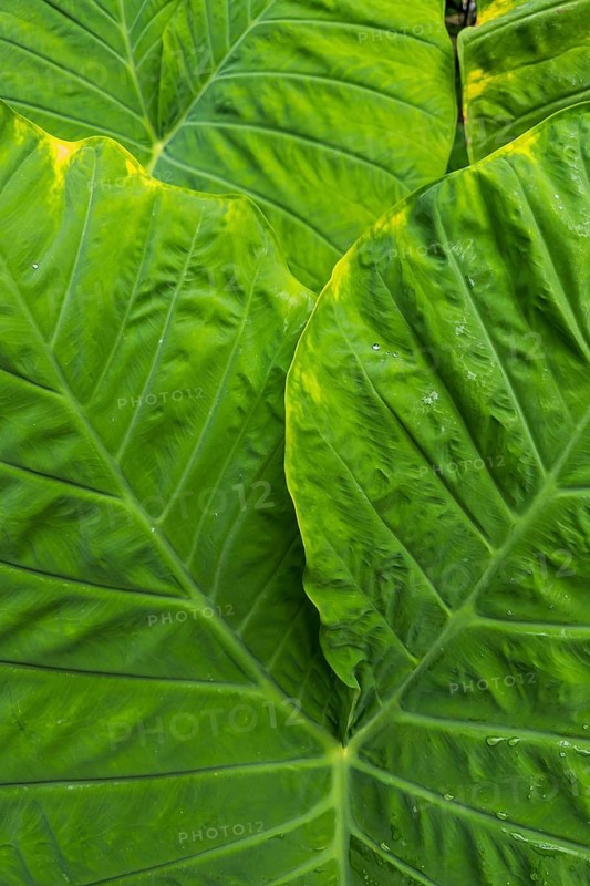 Paintbrush plant (Colocasia), plant, tropical plant, leaf, lotus, lotus effect, beading, protection, water protection, structure, green, texture, close up