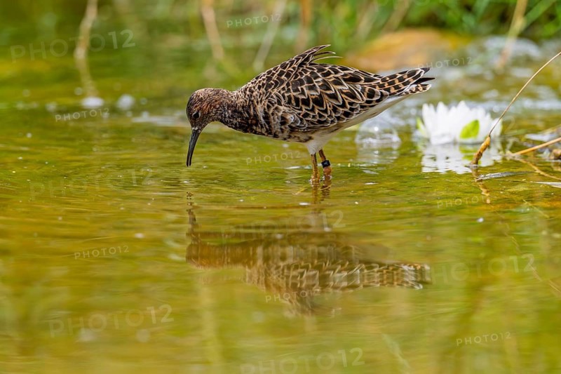 A female ruff (Calidris pugnax) searching for food in shallow water. Northern Poland