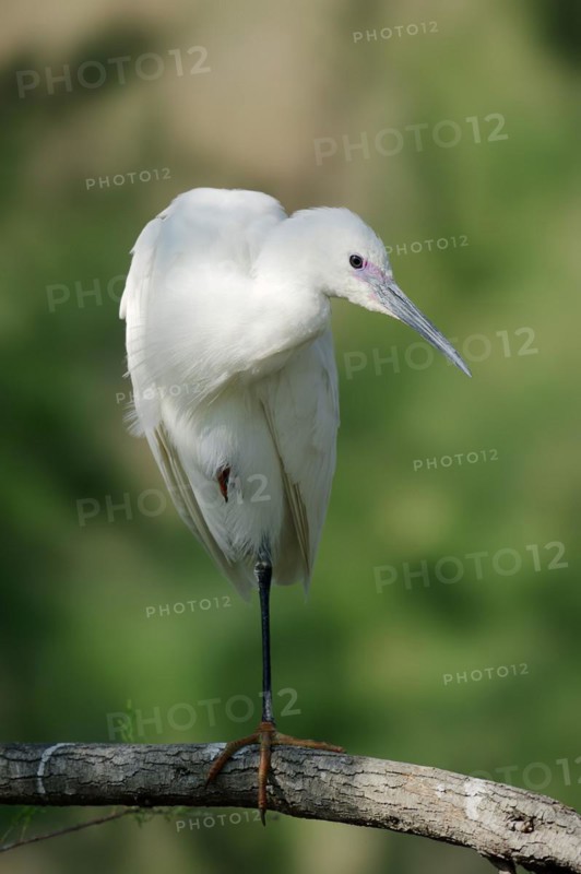 Little Egret (Egretta garzetta), Camargue, Provence, Southern France