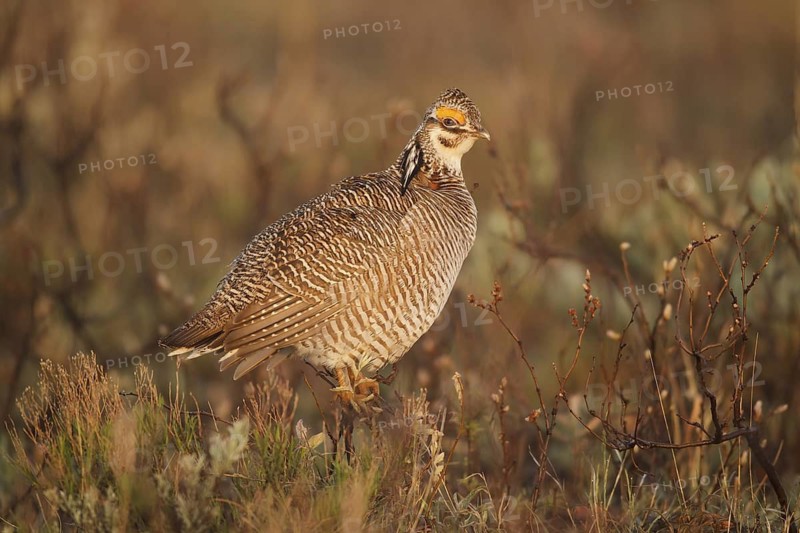 Lesser Prairie Chicken (Tympanuchus pallidicinctus) male, New Mexico, USA