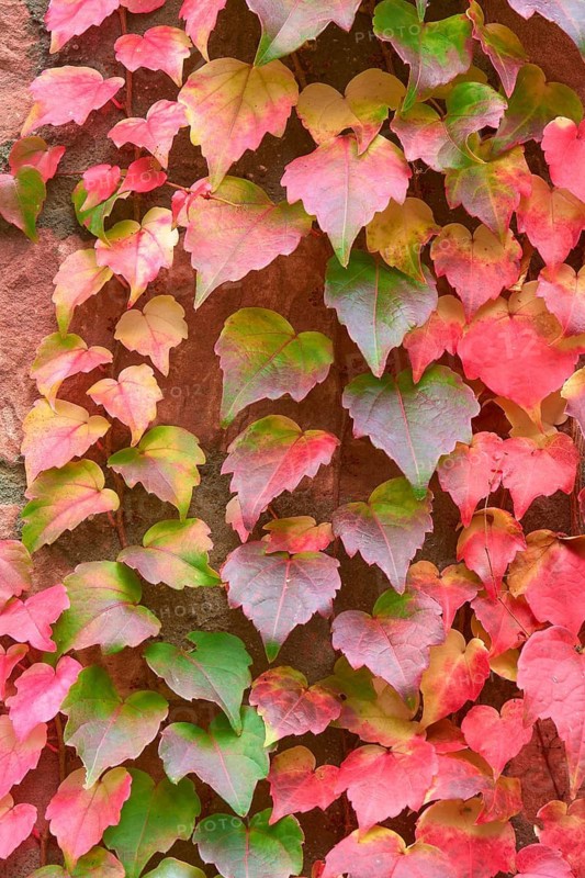 Wild Vine climbing plant on a wall with autumnal colours, leaves in green, red and pink, Spessart, Bavaria, Germany