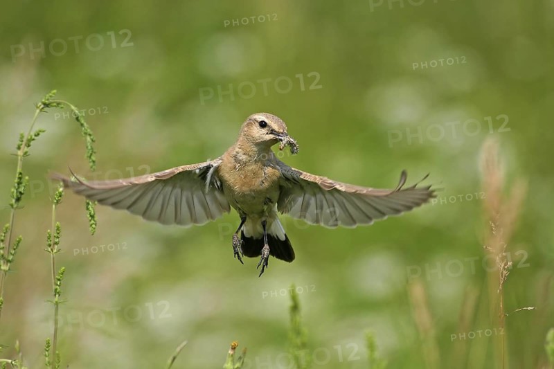 Isabelline Wheatear (Oenanthe isabellina), Rhodopen, Bulgaria