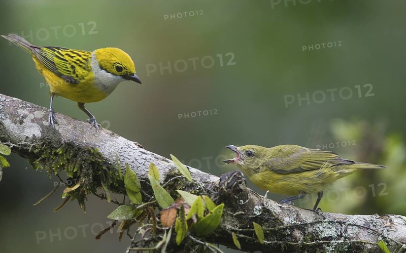 Silver-throated Tanager & Thick-billed Euphonia (Tangara icterocephala & Euphonia laniirostris), Pichincha, Ecuador