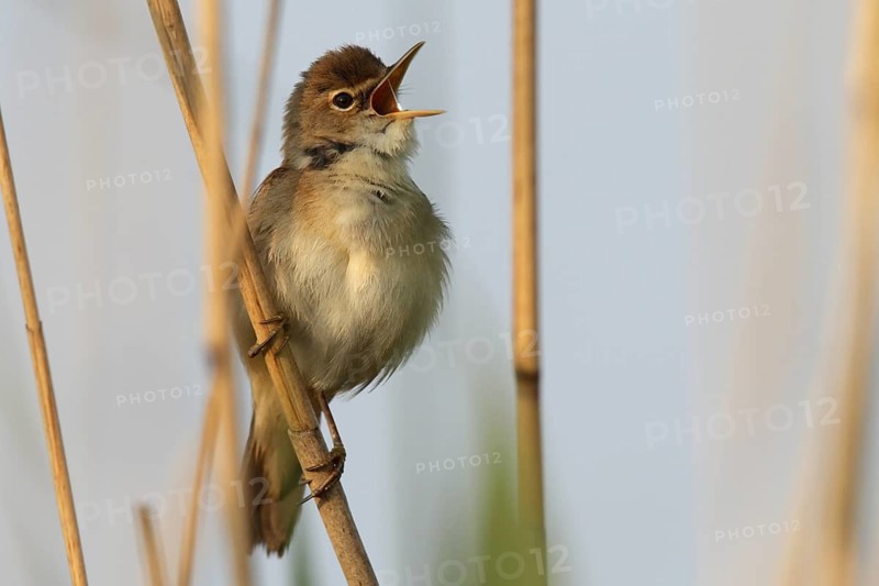 Eurasian Reed Warbler (Acrocephalus scirpaceus) singing, Lower Saxony, Germany