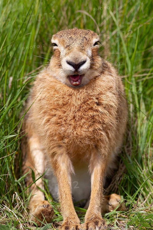 European brown hare (Lepus europaeus) adult animal yawning, Suffolk, England, United Kingdom