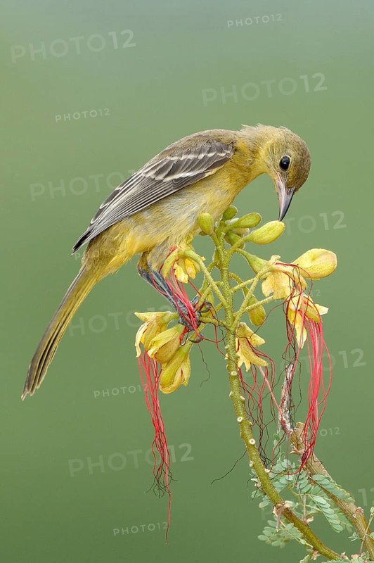 Hooded Oriole (Icterus cucullatus) female, Arizona, USA