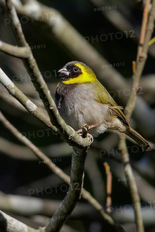 Cuban grassquit (Tiaris canorus) perched on a branch in Cuba