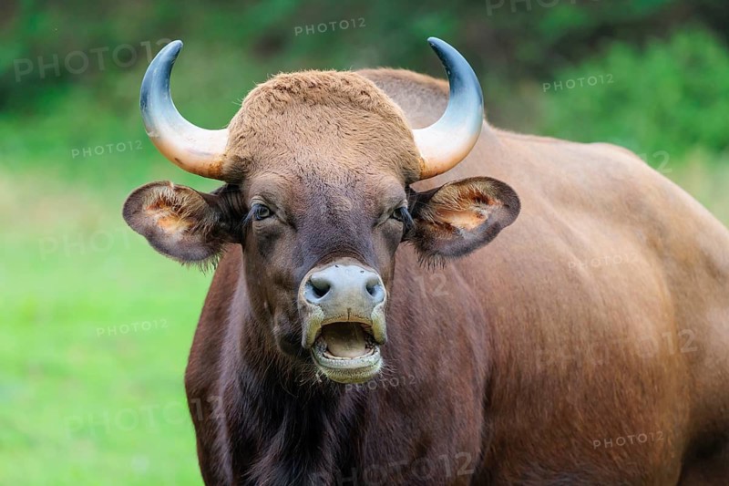 Portrait of a male Gaur (Bos gaurus gaurus) on a pasture. Indian subcontinent and Southeast Asia