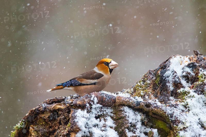 Hawfinch (Coccothraustes coccothraustes) Germany