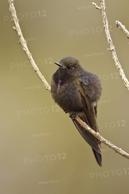 Blue-mantled Thornbill (Chalcostigma stanleyi), Ecuador