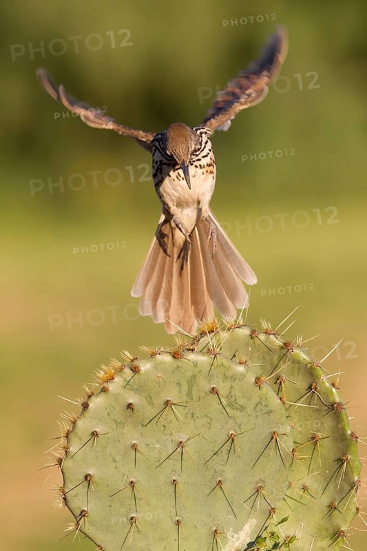Long-billed Thrasher (Toxostoma longirostre) flying, Texas, USA