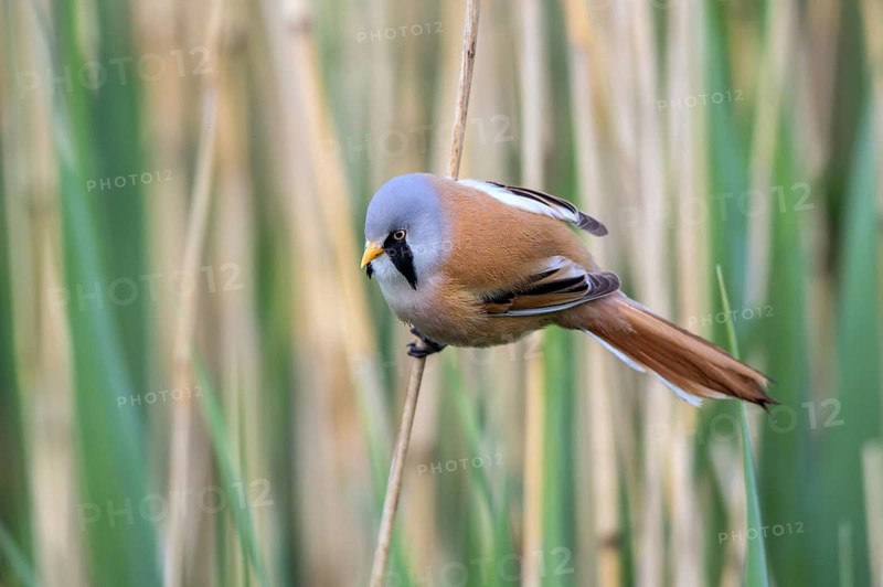 Bearded Reedling (Panurus biarmicus) male perched on reed, Mecklenburg-Western, Pomerania, Germany