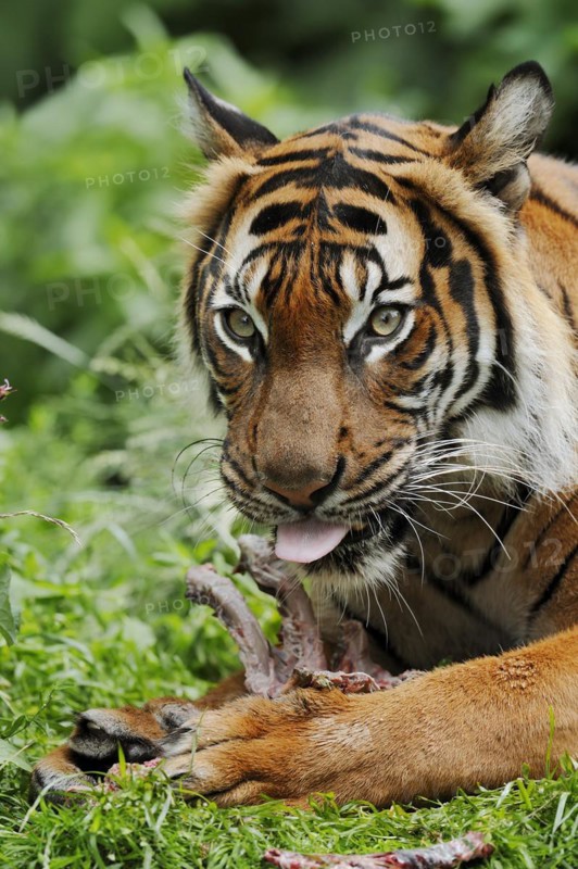 Sumatran tiger (Panthera tigris sumatrae), feeding, captive, occurring on Sumatra, Indonesia