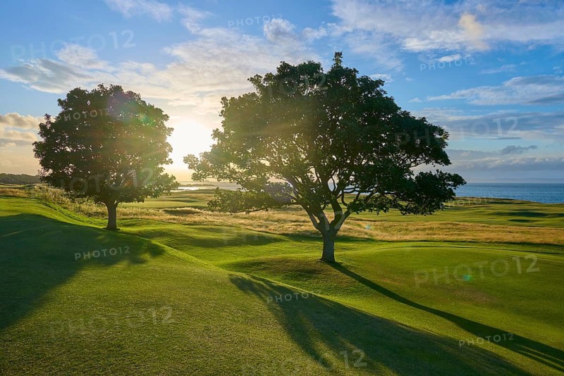 Two trees on a green field overlooking the sea in sunlight, golf course, North Berwick, East Lothian, Scotland, United Kingdom, Great Britain