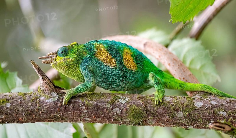 Three-horned chameleon (Trioceros jacksonii), male, on a branch, Bwindi Impenetrable Forest National Park, Uganda