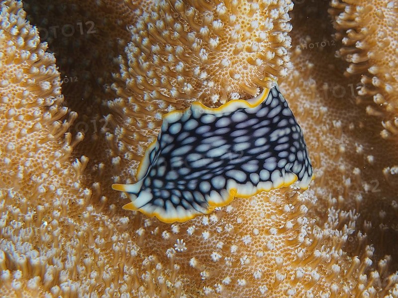 Brilliant whirlpool worm (Pseudoceros scintillatus), whirlpool worm, with patterned body on coral surface. Dive site Sodwana Bay National Park, Maputaland Marine Reserve, iSimangaliso Wetland Park, KwaZulu Natal, South Africa