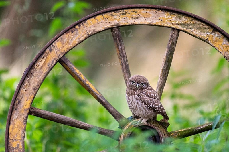 Little owl (Athene noctua), Vechta, Lower Saxony, Germany