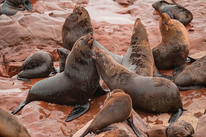 Seal colony, fur seal, Cape fur seal (Arctocephalus pusillus), Cape Cross, Atlantic coast, Namibia