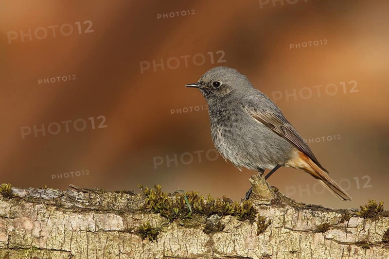 Black Redstart (Phoenicurus ochruros) male, Poland