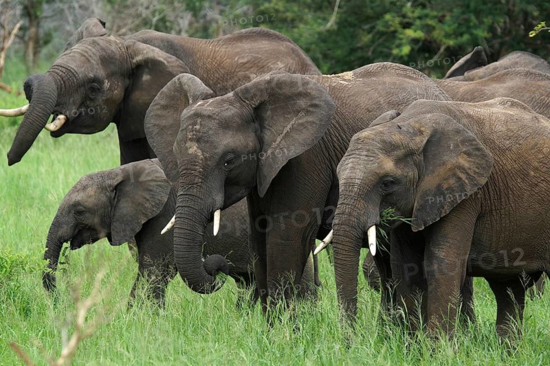 South Africa, Africa, African elephants, Kruger NP, Loxodonta africana, Kruger National Park