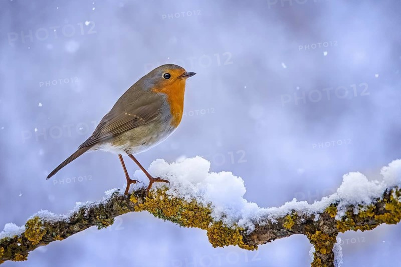 European Robin (Erithacus rubecula) perched on a snowy branch, Saxony-Anhalt, Germany