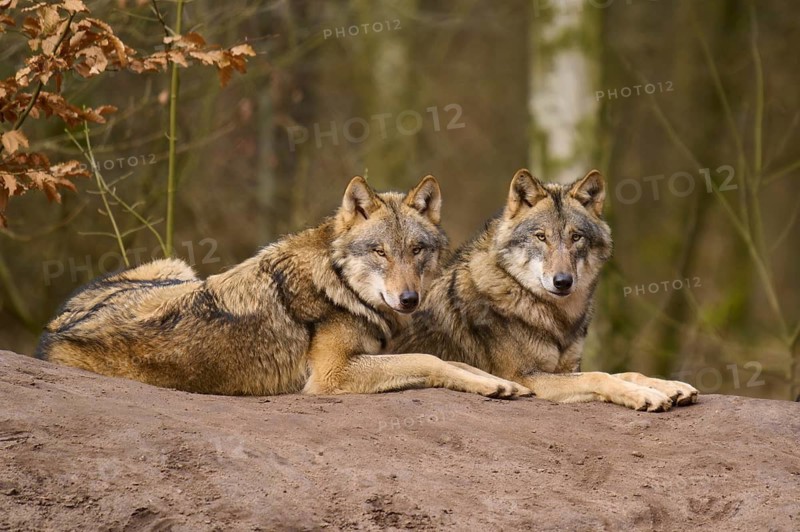 Two wolves resting next to each other on a hill in the forest, Wolf (Canis lupus), Germany
