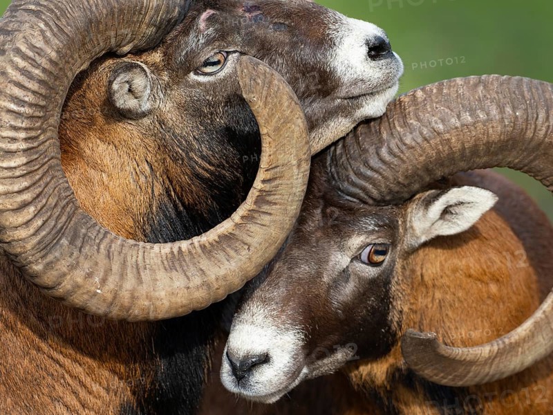 Two grouches have wedged their horns, North Rhine-Westphalia, Germany