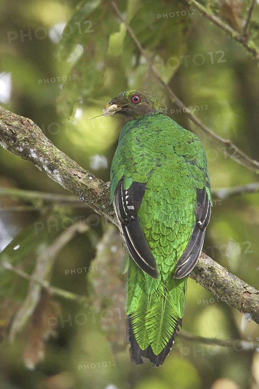 Golden-headed Quetzal (Pharomachrus auriceps) female, Ecuador