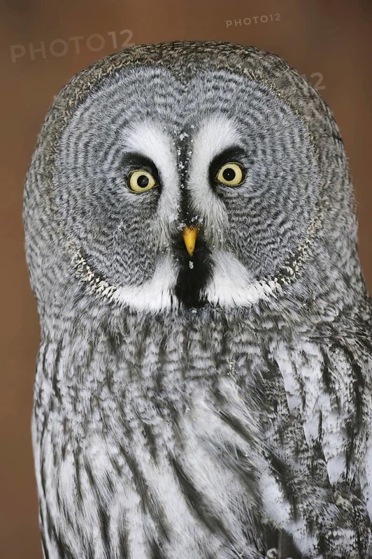 Great grey owl (Strix nebulosa), portrait, captive, Germany