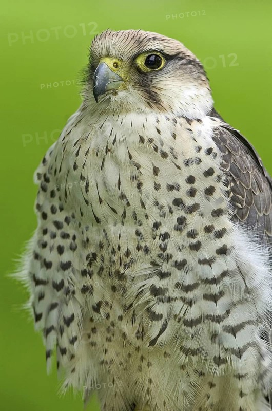 Lanner Falcon (Falco biarmicus), North Rhine-Westphalia, Germany