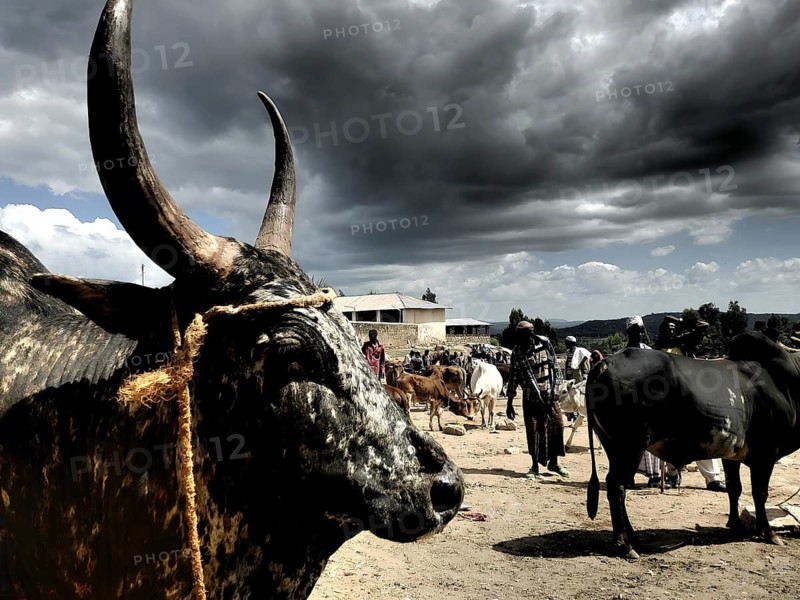 Close-up, A cattle (bos) with large horns stands at a cattle market under an imposing sky, Ethiopia