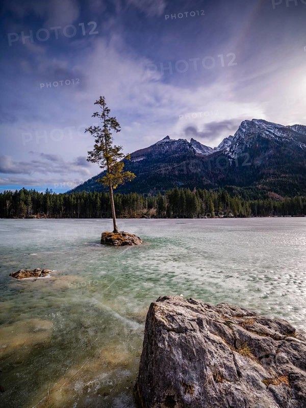 Tree on a small rock in frozen Hintersee, above Hochkalter, Berchtesgaden National Park, Ramsau, Upper Bavaria, Bavaria, Germany