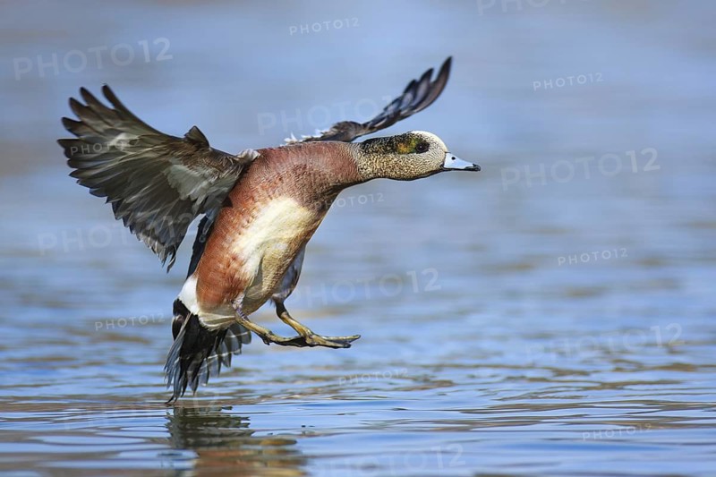 American Wigeon (Mareca americana) male flying, British Columbia, Canada