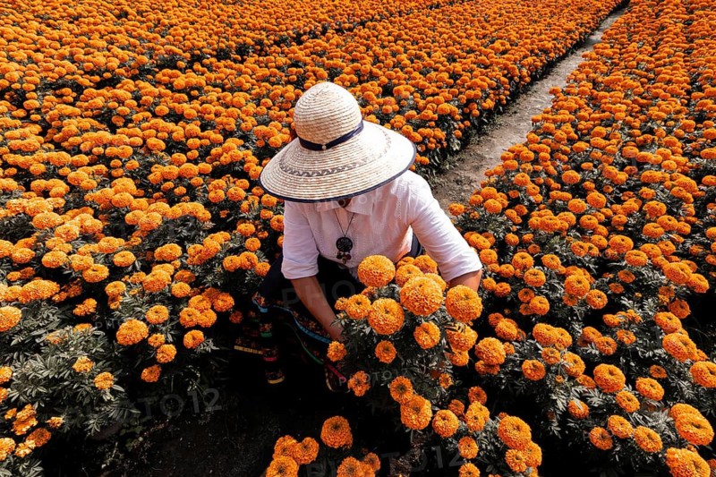 A woman tends to vibrant cempasuchil flowers in Xochimilco, Mexico, traditionally used in Day of the Dead altars, showcasing the rich cultural heritage and beauty