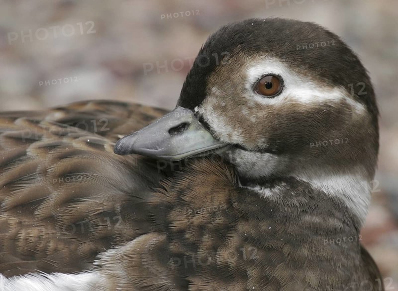 Long-tailed Duck (Clangula hyemalis) female, California, USA